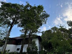 College Green (D11), Detached #497622321